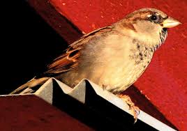 Image result for Passer domesticus
