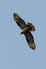 Attēlu rezultāti vaicājumam “Pernis apivorus adult”