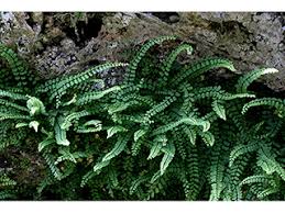 Attēlu rezultāti vaicājumam “Asplenium trichomanes”