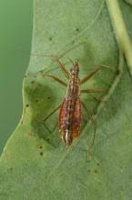 Attēlu rezultāti vaicājumam “Nabidae”