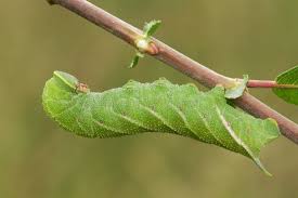 Attēlu rezultāti vaicājumam “Smerinthus ocellata”