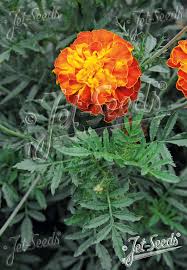 Attēlu rezultāti vaicājumam “Tagetes”