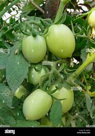 Attēlu rezultāti vaicājumam “Lycopersicon esculentum leaf”