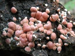 Attēlu rezultāti vaicājumam “Hypocrea rufa”