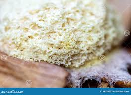 Attēlu rezultāti vaicājumam “Fuligo septica var. flava macro”