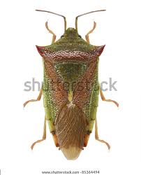 Attēlu rezultāti vaicājumam “Palomena prasina imago”