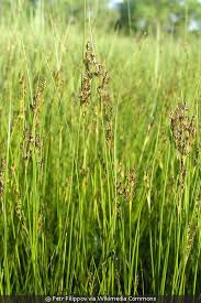 Attēlu rezultāti vaicājumam “Juncus gerardii bud”