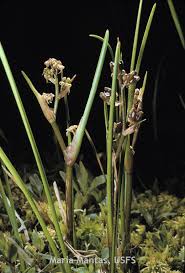 Attēlu rezultāti vaicājumam “Scheuchzeriaceae”