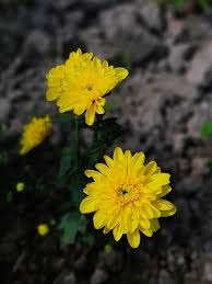 Image result for Chrysanthemum sebatense