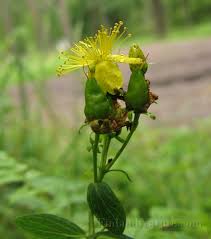 Attēlu rezultāti vaicājumam “Hypericum maculatum”