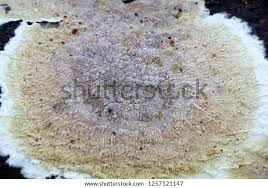 Attēlu rezultāti vaicājumam “Coniophora puteana”