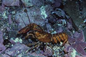 Image result for Homarus americanus