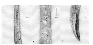 Attēlu rezultāti vaicājumam “Enteridium liceoides sessile”