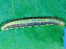 Attēlu rezultāti vaicājumam “Ortholepis betulae”