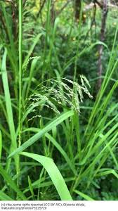 Attēlu rezultāti vaicājumam “Glyceria striata fruit”