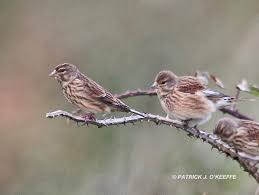 Attēlu rezultāti vaicājumam “Carduelis cannabina adult”