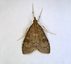 Attēlu rezultāti vaicājumam “Udea prunalis”