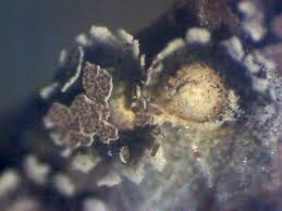 Attēlu rezultāti vaicājumam “Diderma ochraceum spores”