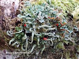 Attēlu rezultāti vaicājumam “Cladonia coniocraea”