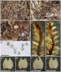 Attēlu rezultāti vaicājumam “Lophozia longidens”