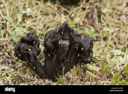 Attēlu rezultāti vaicājumam “Geoglossum sp.”