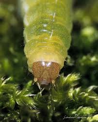 Attēlu rezultāti vaicājumam “Phlogophora meticulosa”