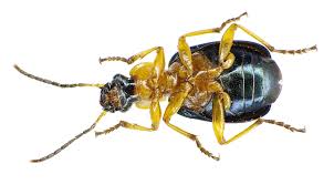 Attēlu rezultāti vaicājumam “Lebia chlorocephala”