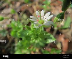 Attēlu rezultāti vaicājumam “Stellaria nemorum bud”
