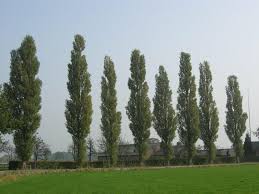 Attēlu rezultāti vaicājumam “Populus nigra”