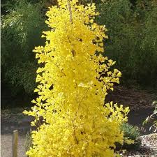 Attēlu rezultāti vaicājumam “Ginkgo biloba male flower”