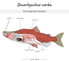 Image result for Oncorhynchus nerka