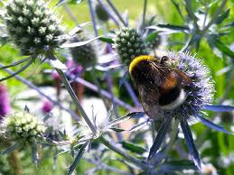 Image result for Edeldistel