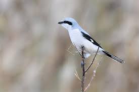 Attēlu rezultāti vaicājumam “Lanius excubitor”