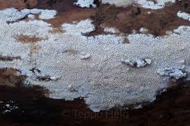 Attēlu rezultāti vaicājumam “Ceriporiopsis aneirina”