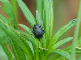 Attēlu rezultāti vaicājumam “Adoxus obscurus”