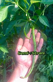 Afbeeldingsresultaat voor joe long cayenne hot pepper