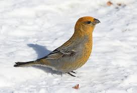 Attēlu rezultāti vaicājumam “Pinicola enucleator adult”