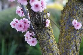 Attēlu rezultāti vaicājumam “Prunus (plum-tree)”