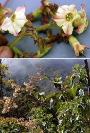 Attēlu rezultāti vaicājumam “Nicotiana tabacum fruit”