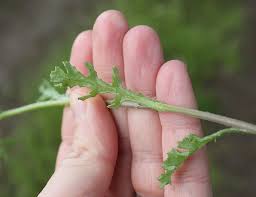 Attēlu rezultāti vaicājumam “Senecio vulgaris leaf”