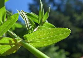 Attēlu rezultāti vaicājumam “Hypericum maculatum leaf”