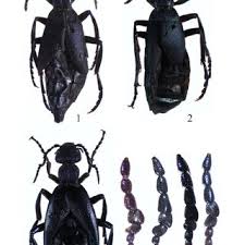 Attēlu rezultāti vaicājumam “Hypocaccus rugiceps”