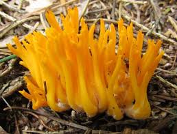 Attēlu rezultāti vaicājumam “Calocera pallidospathulata”