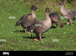Attēlu rezultāti vaicājumam “Anser brachyrhynchus”