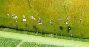 Attēlu rezultāti vaicājumam “Chrysopa eggs”