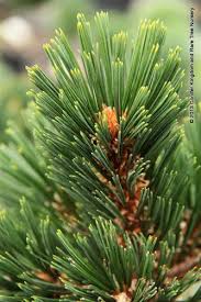 Attēlu rezultāti vaicājumam “Pinus peuce”