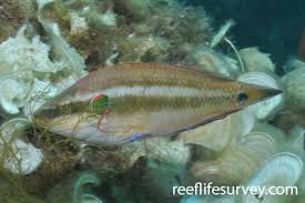 Image result for Symphodus bailloni