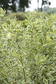 Attēlu rezultāti vaicājumam “Cornus alba”