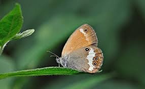 Attēlu rezultāti vaicājumam “Coenonympha arcania”