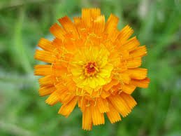 Image result for Hieracium aurantiacum